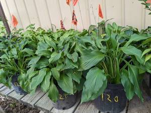 lot 121 image: 2 gallon Hosta Honeybells