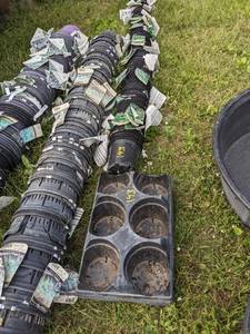 lot 143 image: Lot of 150 1 gallon Nursery Pots w 9 carrying trays