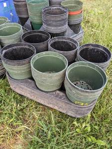 lot 137 image: Lot of 10 carrying trays with 60 1 quart (6 in.) round pots