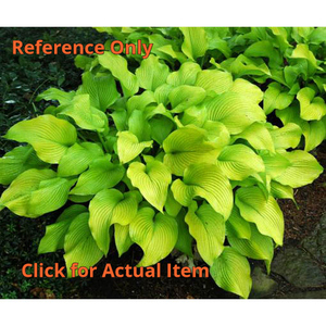lot 120 image: 2 gallon Hosta Sun Power