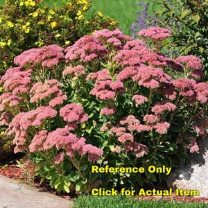 lot 62 image: Lot of 2 Autumn Joy Sedum in 6 pots