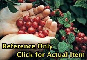 lot 11 image: 2-foot tall Nanking Cherry