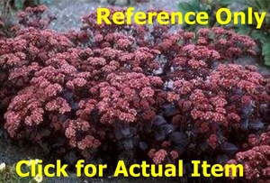 lot 58 image: Lot of 2 Purple Emperor Sedum in 6 pots