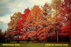 lot 78 image: 1 foot Red Oak