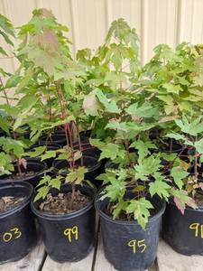 lot 98 image: 1 - 1.5 foot Autumn Blaze Maple