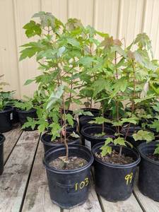 lot 100 image: 1.5 - 2 foot Autumn Blaze Maple