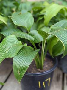 lot 117 image: 2 gallon Montana Hosta seedling