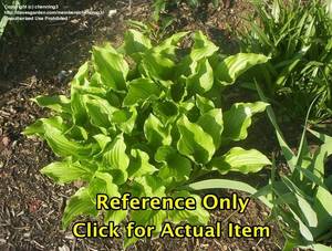 lot 127 image: Lot of 21.5 gallon Hosta Honeybells