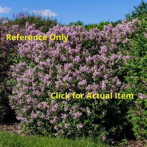lot 70 image: 1.5 gallon Dwarf Korean Lilac