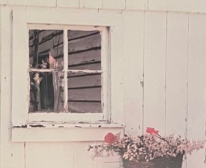 lot 147 image: Johnathans Window Framed Print by Tony Casper