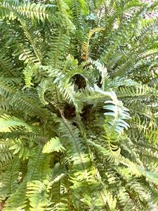 lot 161 image: Fabulous Fern Plant