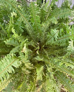 lot 162 image: Fantastic Fern Plant