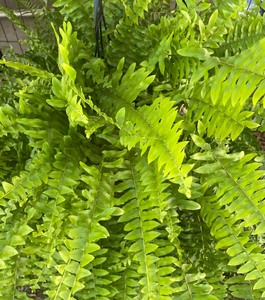 lot 163 image: Fine Fern Plant