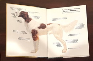 lot 177 image: Irish Red & White Setter Book by Nona Kilgore Bauer