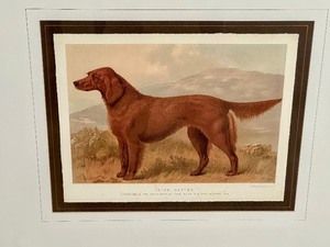 lot 87 image: Framed Canine Print of an Irish Setter