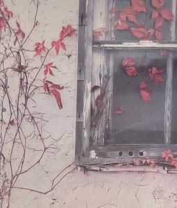 lot 223 image: Red Ivy Window Framed Print by Tony Casper
