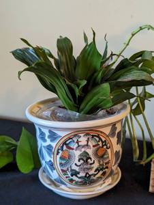 lot 194 image: Three Potted House Plants