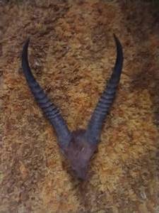 lot 37 image: Antelope Horns
