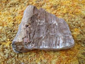 lot 46 image: Large Petrified Wood Chunk