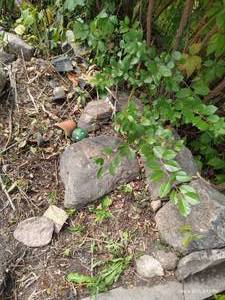 lot 307 image: All The Big Rocks