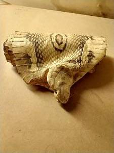lot 376 image: Full Snake Skin With Head - Cobra