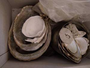 lot 396 image: Box of Shells