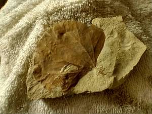 lot 397 image: Fossil