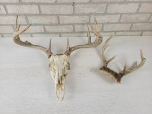lot 520 image: European Deer Mount and Set of Antlers - NO SHIPPING
