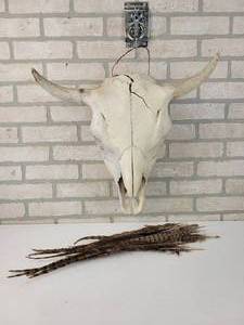 lot 516 image: Cow Skull with Horns and Assorted Feathers - NO SHIPPING