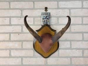lot 921 image: Mounted Pronghorn Antelope Horns