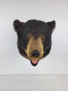 lot 1002 image: Black Bear Head Mount - NO SHIPPING