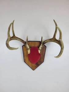 lot 1134 image: 10-Point Buck Antler Mount