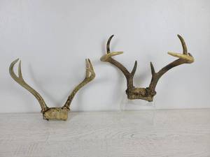 lot 1135 image: Pair of Deer Antlers - 5 point and 6 point