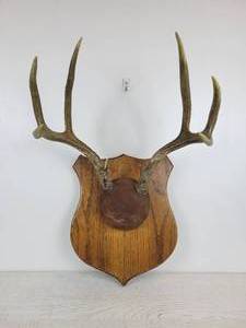 lot 1136 image: 8-Point Buck Antler Mount