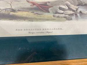lot 13 image: Framed Duck Print Red Breasted Merganser. Mergus serrator, (meyer)