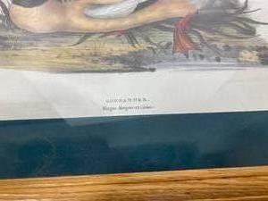lot 14 image: Framed Duck Print Goosander. Mergas Mergamser (Linn)