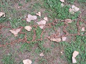 lot 138 image: Tire Chains