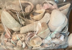 lot 162 image: Sensational Seashells