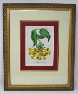 lot 31 image: Two Rare beautifully framed Botanical art pieces Passiflora Quadrangularis Decaisneana, and Alstroemeria Caldesi
