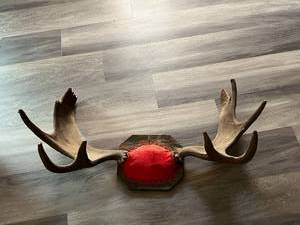 Moose Antlers