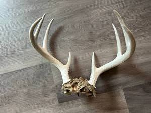 Antlers