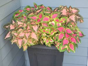 lot 99 image: Modern Contemporary Planter Single