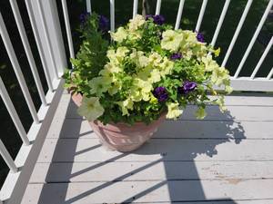 lot 76 image: Large Terracotta Planter with Garland Pattern (Basil & Pansies) Quantity Two