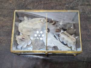 lot 157 image: Collection Of Rocks In Glass Trinket Box
