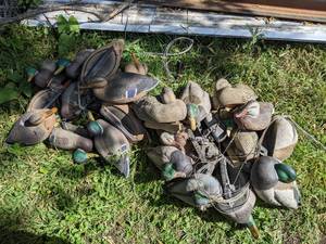 lot 221 image: (25) Mallard Decoys on Tethers - Various Brands