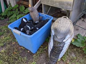 lot 248 image: (24) Life Sized Goose Decoys
