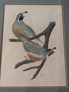 lot 325 image: Framed Quail Print