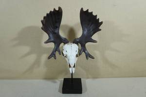 lot 168 image: European Mount Moose Head Sculpture