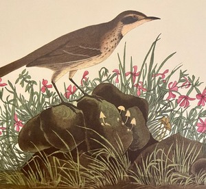 lot 212 image: Prarie Tiltark and Fox-Coloured Sparrow Unframed Prints