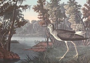 lot 213 image: Least Bittern and Yellow Shank Unframed Prints